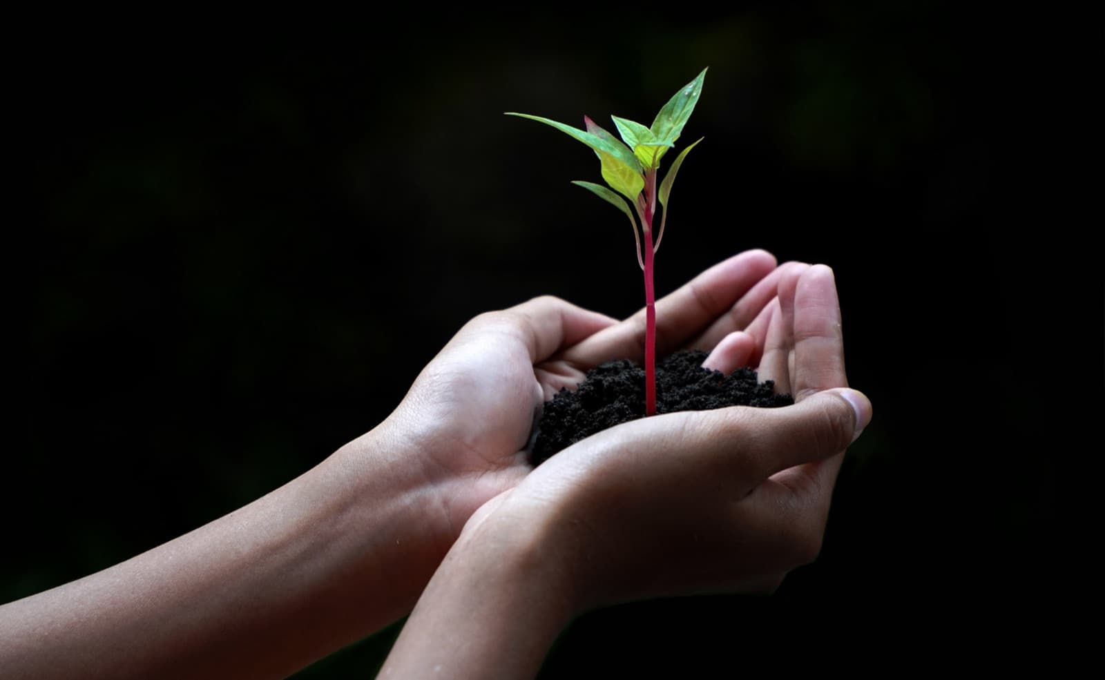 Soil regeneration