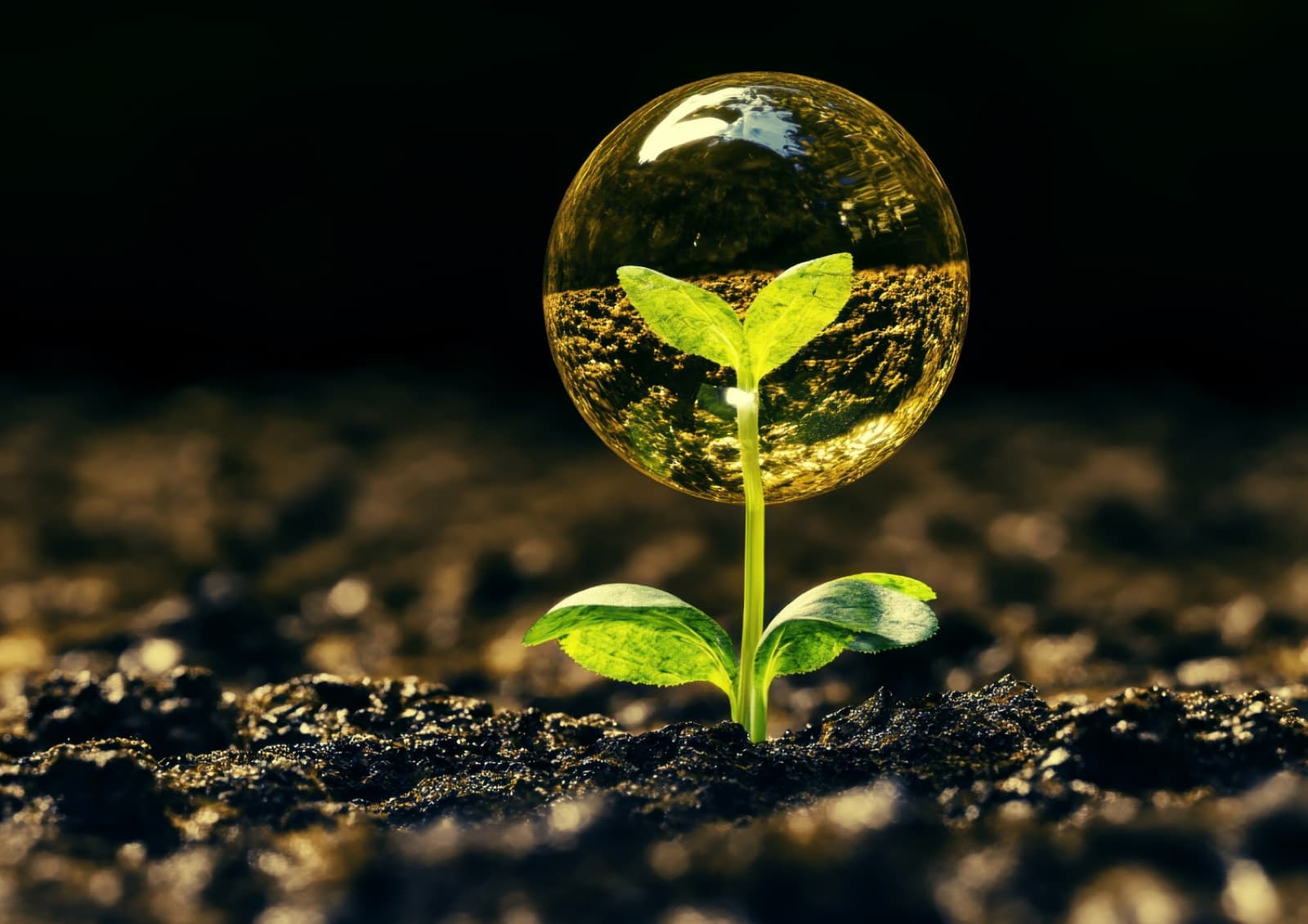 Plant growth biostimulant
