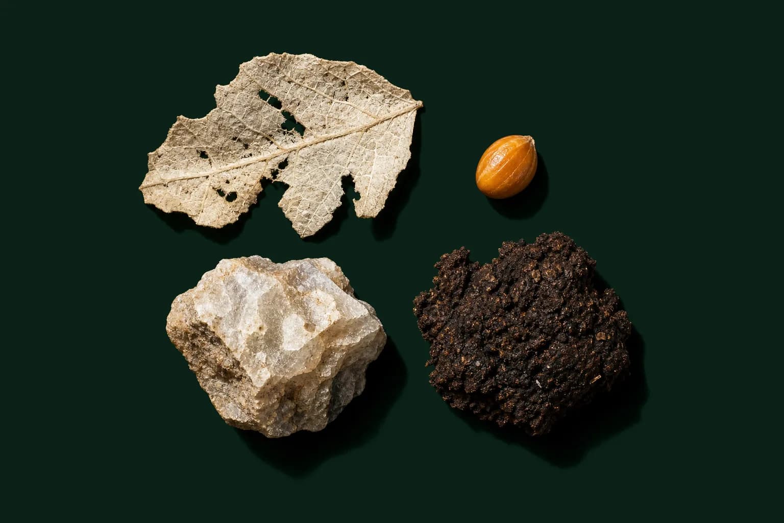 Zestaw rozdzielonych materiałów naturalnego pochodzenia — fragment liścia, nasiono, ziarno mineralne i okruch humusowy